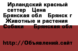 Ирландский красный сеттер › Цена ­ 25 000 - Брянская обл., Брянск г. Животные и растения » Собаки   . Брянская обл.